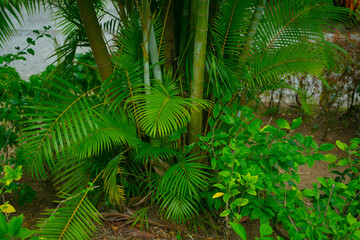 Green palm tree branches
