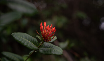 Pink fuchsia tropical flowers