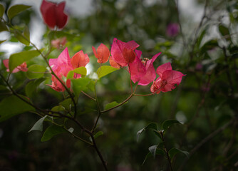 Pink fuchsia tropical flowers