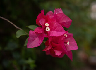 Pink fuchsia tropical flowers