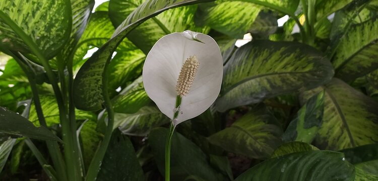 One single peace lily or spathiphyllum wallisii rarest pure white exotic flower with yellow spadix on tropical ornamental indoor plant isolated by green leaves background. Beautiful closeup side view.