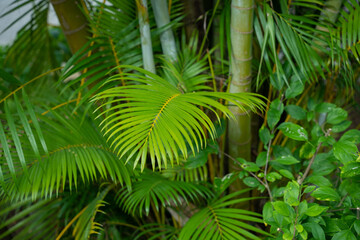 Green palm tree branch