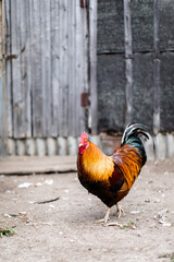 A bright and handsome rooster walks around his territory in the yard of a home farm. Vertical photo.