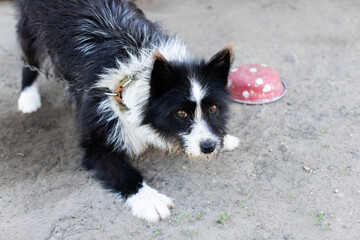 Playful dog on a chain in the yard. Front view.