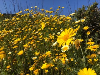 field of dandelions