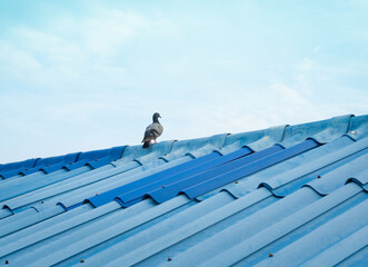 Pigeon bird stands on blue tiled roof that contrasts with the sky. - 509516182