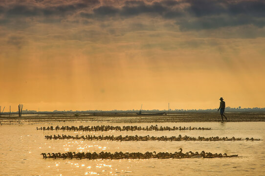 Herding Ducks In The Swamps Of Borneo