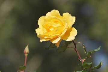 黄色いバラの花