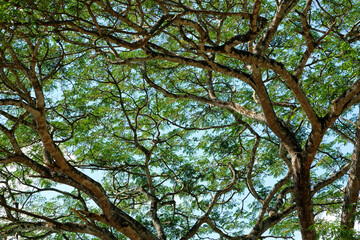 A big tree with lots of branches and leaves. abundance of nature.soft focus