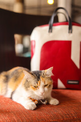 Portrait of cute Scottish cat standing straight on the table and wear orange scraf at cat cafe Thailand