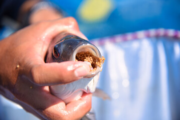 Eggs in mouth of female tilapia.