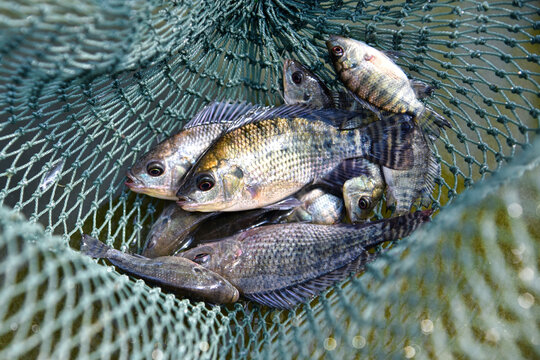 Using a fishing net, catch fish. Baby tilapia, tilapia fishbreeding and culture.