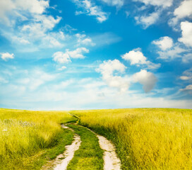 beautiful summer fields
