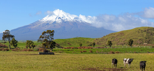 Picturesque rural landscape with Taranaki volcano and grazing cows at pasture
