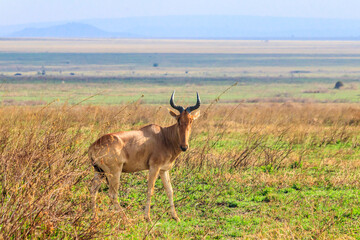 Coke's hartebeest (Alcelaphus buselaphus cokii) or kongoni in Serengeti national park in Tanzania, Africa