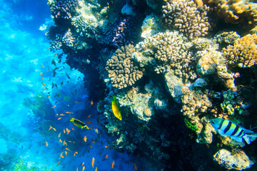 Different tropical fish at coral reef in the Red sea in Ras Mohammed national park, Sinai peninsula in Egypt
