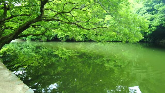 新緑が美しい池の反射  移動撮影  4K  香川県栗林公園の春の風景  2022年5月20日