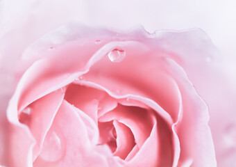 Soft focus, abstract floral background, pink rose flower. Macro flowers backdrop for holiday design