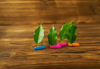 Green leaves on clothespins. Metaphor, beautiful wallpaper.