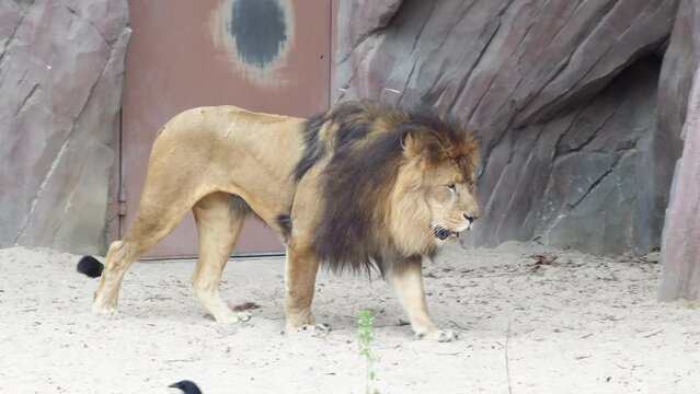 Asiatic Lion in Zoo, Tracking Shot.