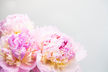 Fototapeta na wymiar Pink peony flower background, beautiful spring.