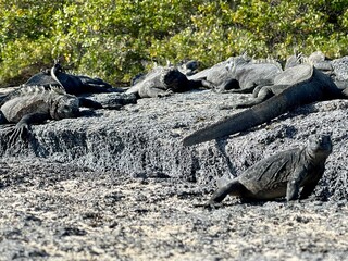 Iguanas in the Galapagos 