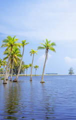 Coconut or palm trees on beach in beautiful blue bright day