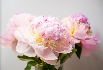 Pink peony flower background, beautiful spring.
