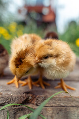 Yellow newborn chickens on a wooden board. Two chickens.