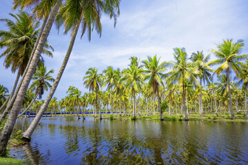 Fototapeta na wymiar Coconut or palm trees on beach in beautiful blue bright day