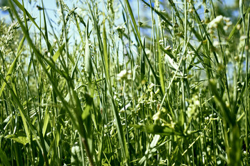 Obraz premium green grass close-up on a meadow against a blue sky background