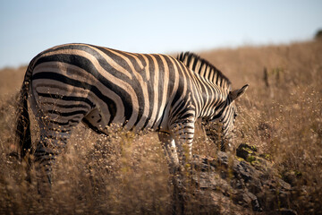 Fototapeta na wymiar The zebra, a herbivorous animal that feeds on the grasses of the African savannah, in the Pilanesberg National Park in South Africa.