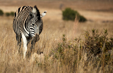 Zebra walking in the sunshine of the African savannah of the Pilanesberg National Park in South Africa, searching for food while watching for African predators.