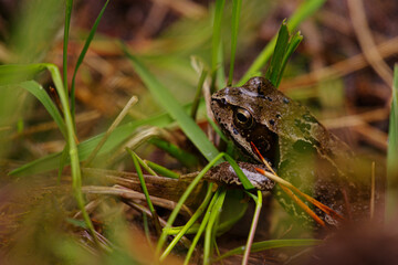 close-up shot of moor frog (Rana arvalis) sitting in the grass with blurred grass in the foreground in the Irish Wild Nephim national park