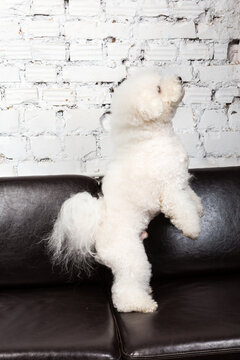 White Bichon Dog Is Jumping On The Black Sofa At The Drawing-room