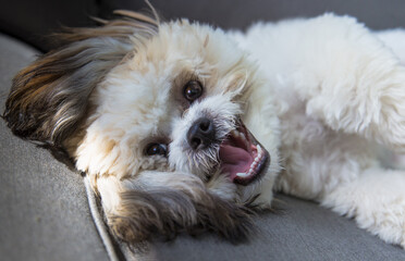 Smiling dog 