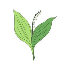 Lily of the valley, Convallaria flower, colorful Muguet plant isolated on white background botanical hand drawn sketch vector doodle illustration for design package cosmetic, greeting card, wedding