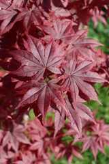 texture of Japanese maple tree. Red acer japonicum 