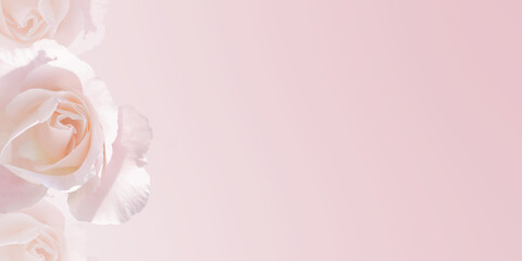 Obraz na płótnie Canvas Pink roses on blurred background,Pink flower background. 
