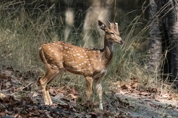 Naklejka na ściany i meble Spotted deer standing in the forest in India, a young animal 