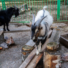 Cute goat in the zoo enclosure. Animals in captivity.