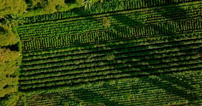 aerial view of the huge plantations that surround mount sindoro in the wonosobo region in central java indonesia