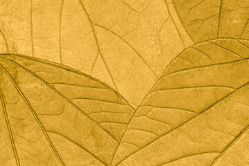 Naklejka na ściany i meble Texture of dry yellow autumn organic leaves background, macro. Structure of golden natural leaf with pattern.