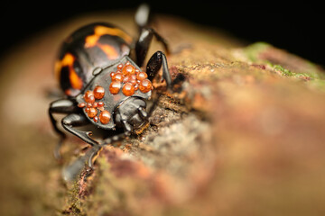 Japanese Knotweed Leaf Beetle Gallerucida bifasciata
