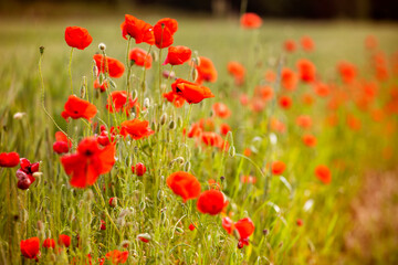 field of red field poppies on a sunny summer day against the sun. Day of Remembrance