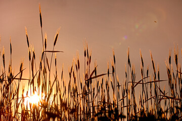 sunset on a young wheat field. global grain crisis. grain crop farming.