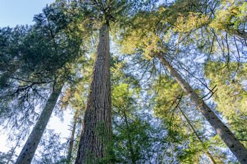 Grandpa Capilano. Capilano River Regional Park. North Vancouver, BC, Canada.