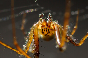 Spinne