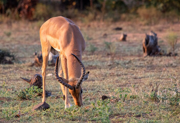 An impala ram grazes on short green grass