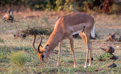 An impala ram grazes on short green grass